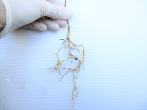 直根とは~実生の特長 : ボンサイ・マムのはじめてでも簡単!おしゃれミニ盆栽の作りかた