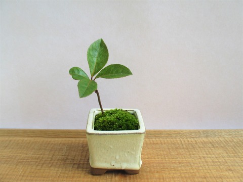 鉢底ネットの取り付け方 ボンサイ マムのはじめてでも簡単 おしゃれミニ盆栽の作りかた