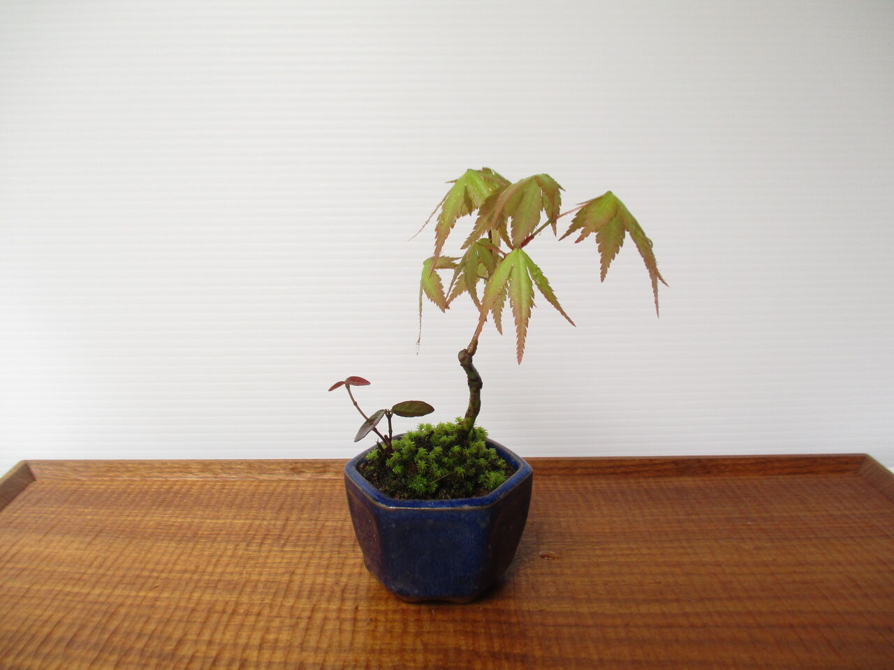 盆栽を植え替えよう ボンサイ マムのはじめてでも簡単 おしゃれミニ盆栽の作りかた