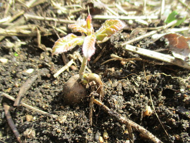 種から育てるミニ盆栽 ドングリの発芽方法 ボンサイ マムのはじめてでも簡単 おしゃれミニ盆栽の作りかた