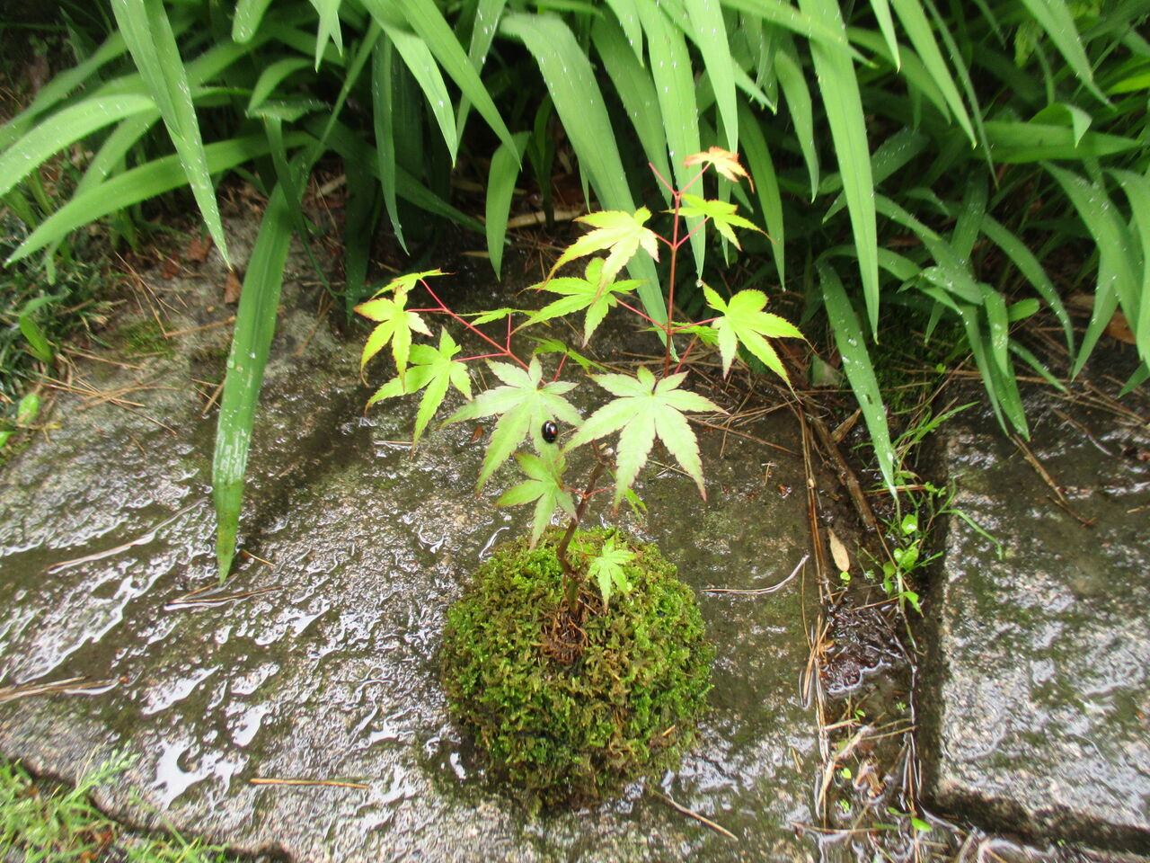 初心者さんにおすすめ 水苔の苔玉 ボンサイ マムのはじめてでも簡単 おしゃれミニ盆栽の作りかた