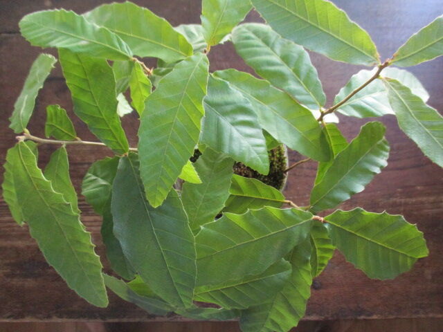 ドングリの木を植え替えよう 種から育てて2年目 ボンサイ マムのはじめてでも簡単 おしゃれミニ盆栽の作りかた