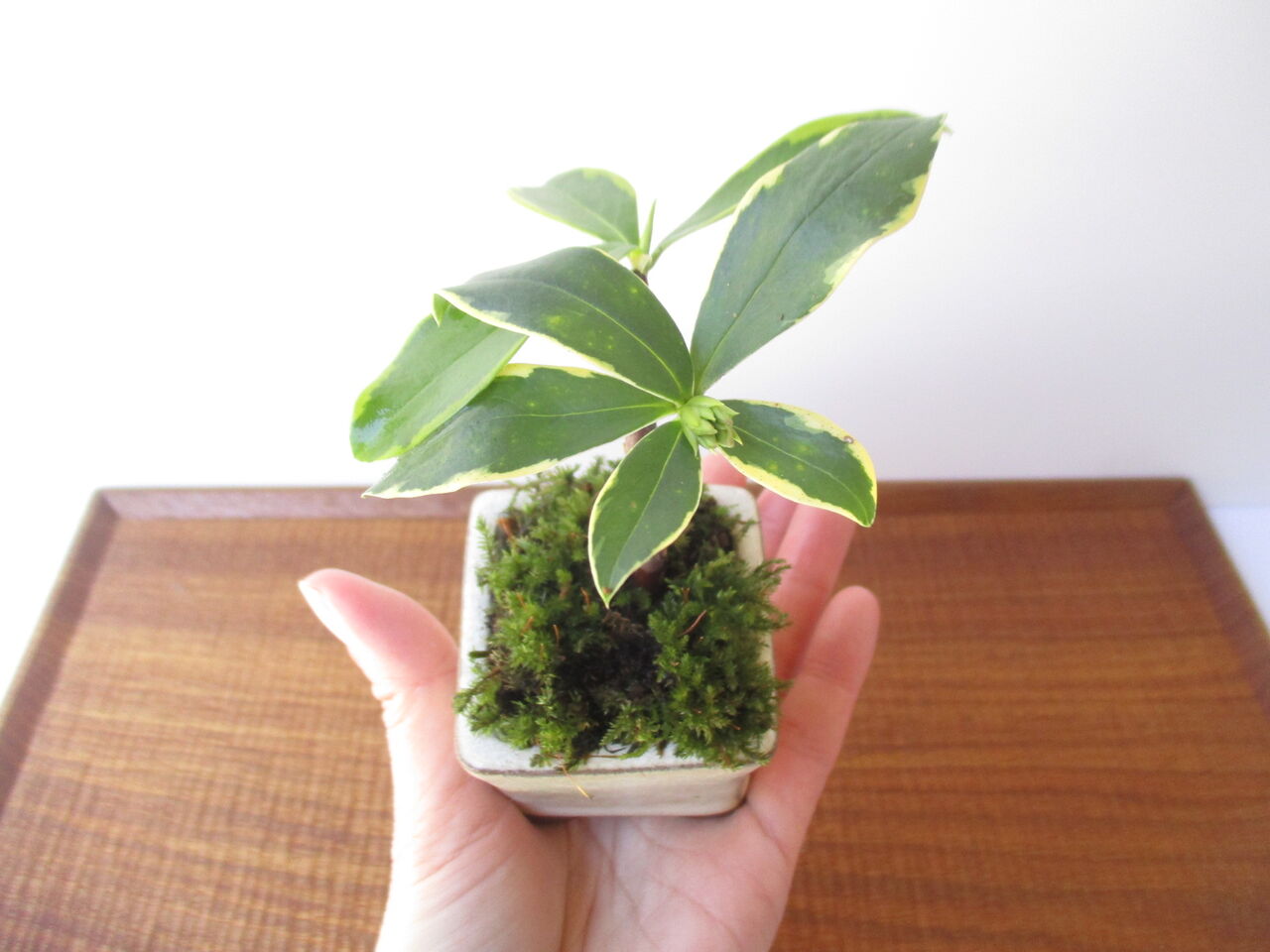 挿し木で育てるミニ盆栽 ジンチョウゲ ボンサイ マムのはじめてでも簡単 おしゃれミニ盆栽の作りかた