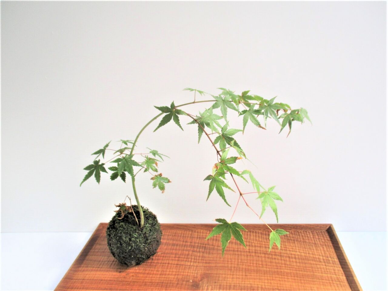 初心者さんにおすすめ 水苔の苔玉 ボンサイ マムのはじめてでも簡単 おしゃれミニ盆栽の作りかた