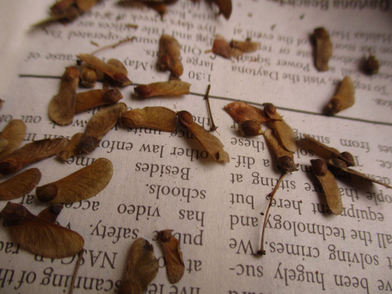 種から育てるミニ盆栽 モミジ ボンサイ マムのはじめてでも簡単 おしゃれミニ盆栽の作りかた