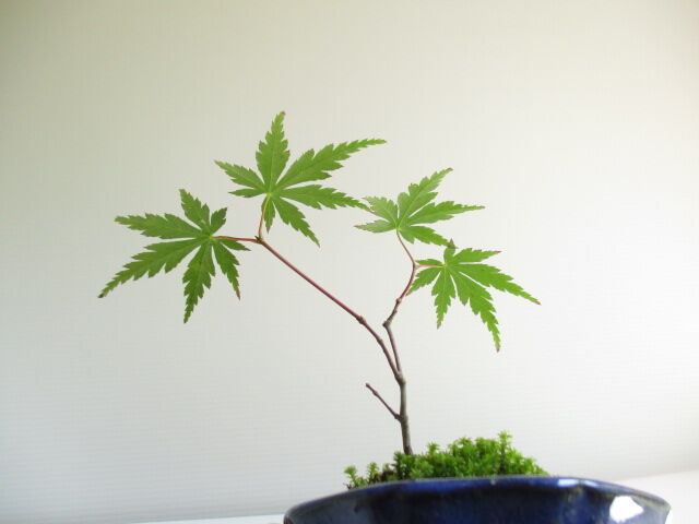 水やりのコツ ボンサイ マムのはじめてでも簡単 おしゃれミニ盆栽の作りかた