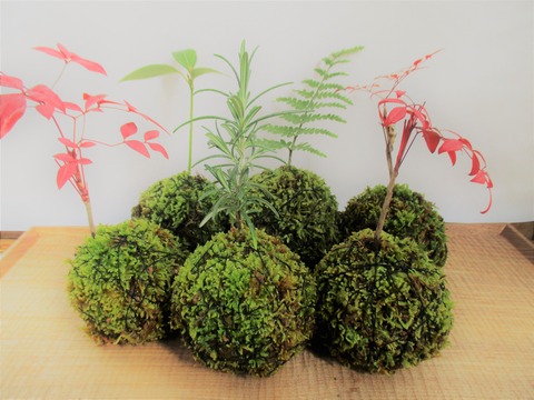 夏休みの自由研究にも。100均の水苔でかんたん苔玉の作り方 : ボンサイ