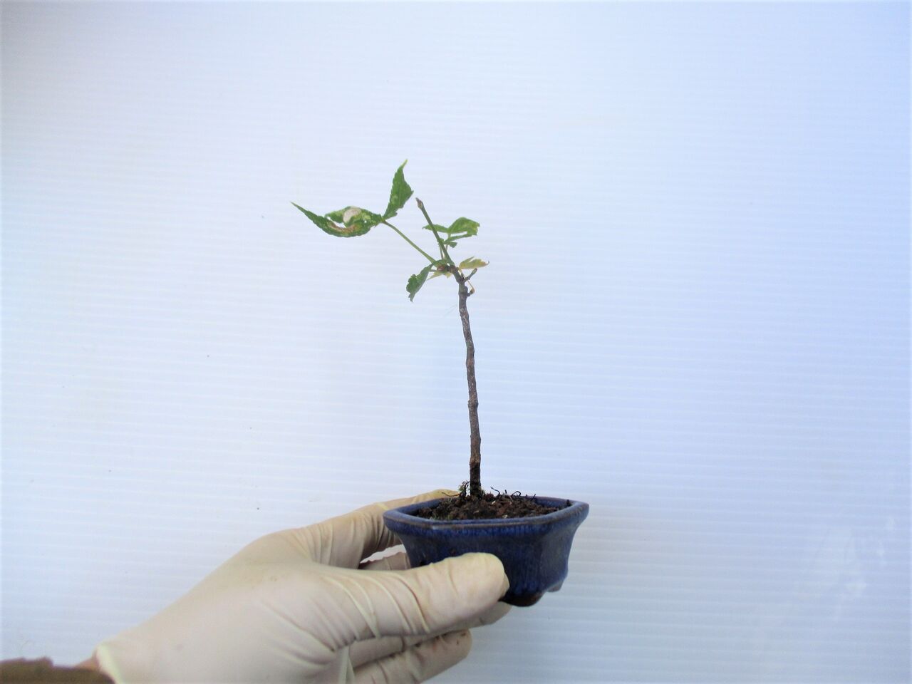 盆栽を植え替えよう ボンサイ マムのはじめてでも簡単 おしゃれミニ盆栽の作りかた