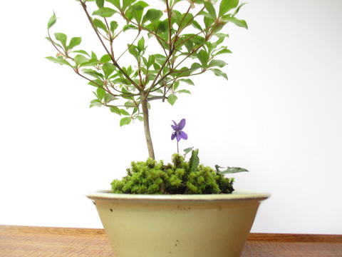 ドウダンツツジ　盆栽 盆栽 ツクモドウダンツツジ 圧巻の極太幹 現品 送料無料 : 盆栽