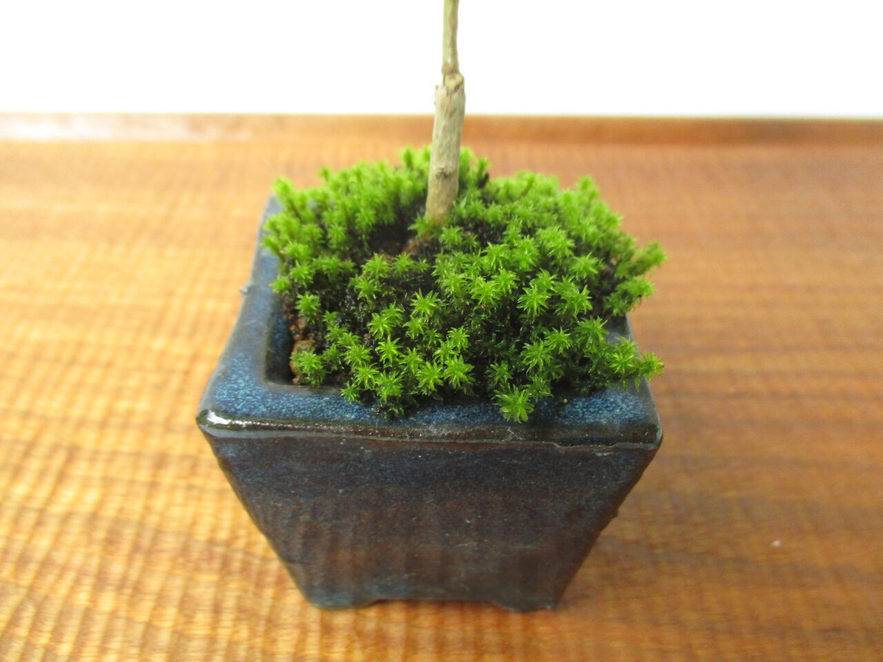 盆栽苔ヴィーガンブログチップveganblog blogtips mosseed 盆栽苔ヴィーガンブログチップveganblog blogtips mosseed 盆栽苔