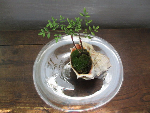 種から育てるミニ盆栽 南天 ボンサイ マムのはじめてでも簡単 おしゃれミニ盆栽の作りかた