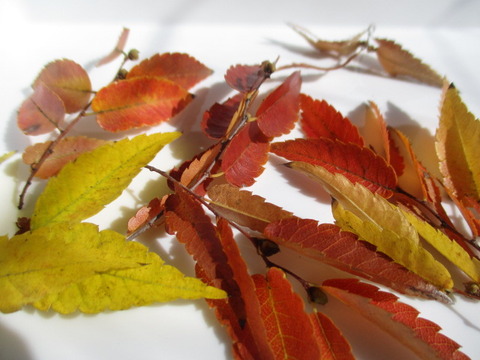 種から育てるミニ盆栽 ケヤキ ボンサイ マムのはじめてでも簡単 おしゃれミニ盆栽の作りかた