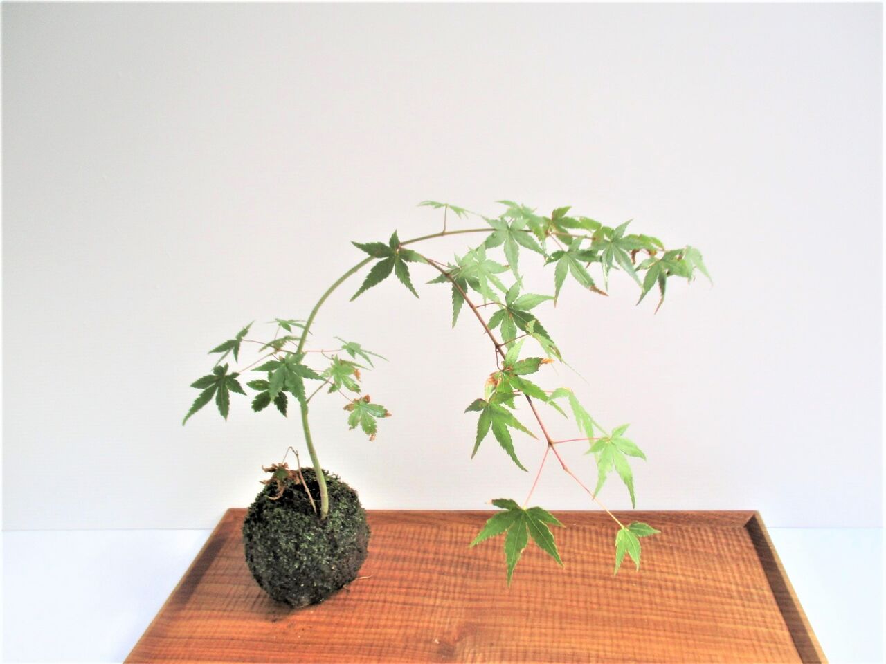 盆栽は室内で育つの ボンサイ マムのはじめてでも簡単 おしゃれミニ盆栽の作りかた