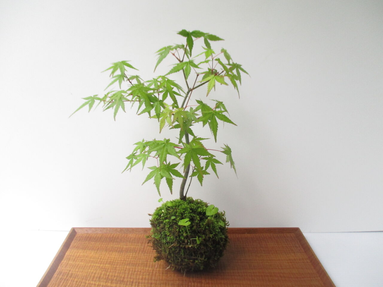 初心者さんにおすすめ！水苔の苔玉 : ボンサイ・マムのはじめてでも