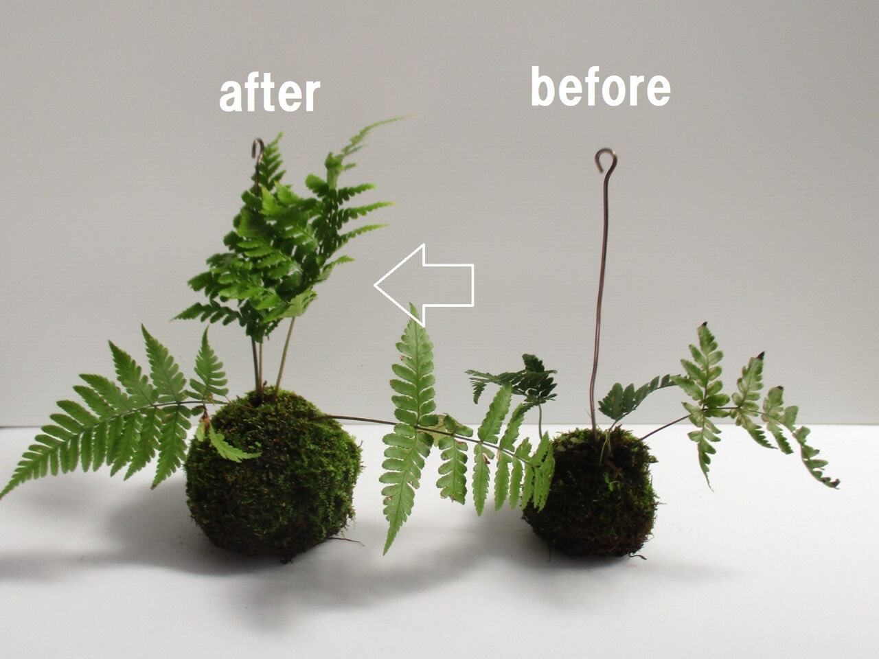 苔玉を植え替えよう ボンサイ マムのはじめてでも簡単 おしゃれミニ盆栽の作りかた