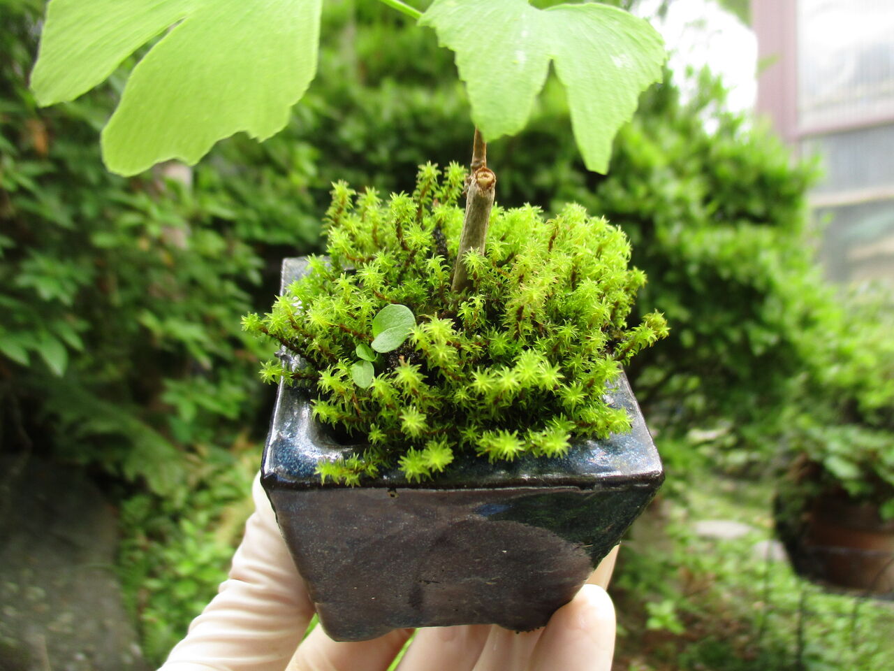 苔を増やそう : ボンサイ・マムのはじめてでも簡単！おしゃれミニ盆栽