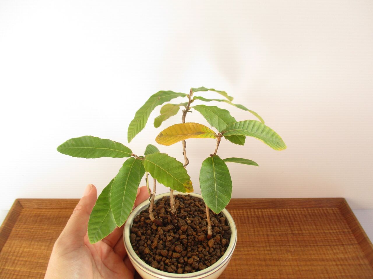 種から育てるミニ盆栽 ドングリの発芽方法 ボンサイ マムのはじめてでも簡単 おしゃれミニ盆栽の作りかた