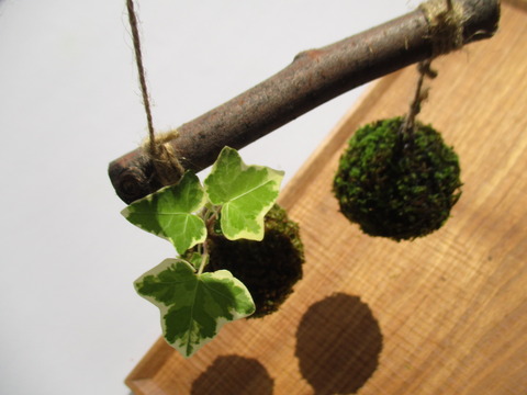 盆栽苔ヴィーガンブログチップveganblog blogtips mosseed 盆栽苔
