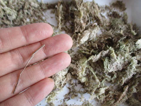 100均の水苔が使える 簡単吊るせる苔玉の作り方 ボンサイ マムのはじめてでも簡単 おしゃれミニ盆栽の作りかた