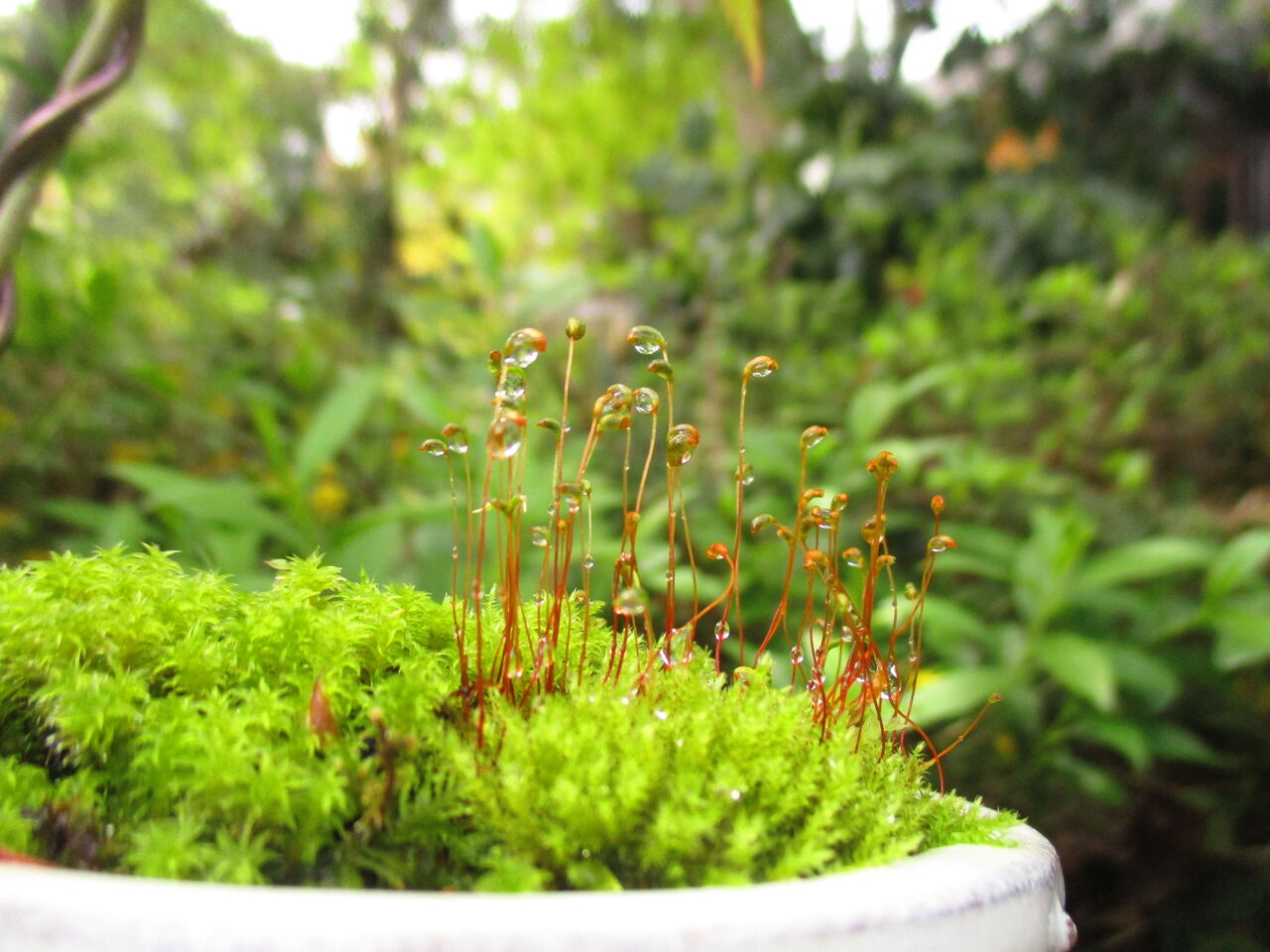 苔を増やそう : ボンサイ・マムのはじめてでも簡単！おしゃれ