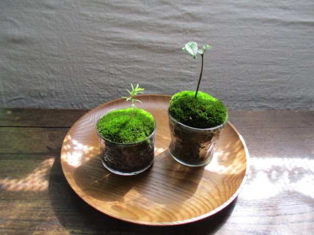 苔テラリウムや苔玉に 蒔き苔で苔を育てる ボンサイ マムのはじめてでも簡単 おしゃれミニ盆栽の作りかた