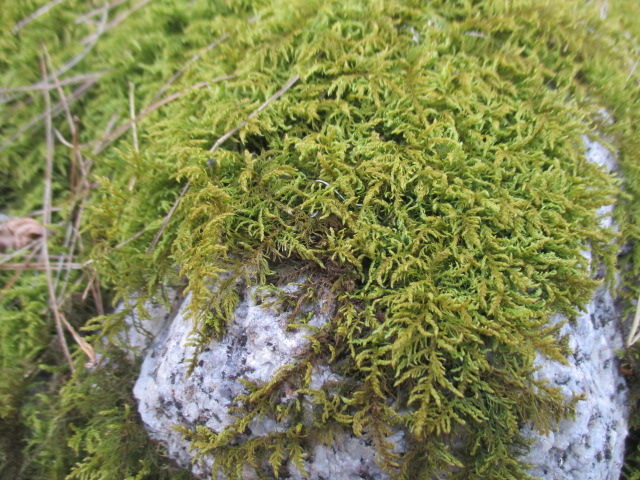 盆栽ママの庭だより トトロの庭で山採り ボンサイ マムのはじめてでも簡単 おしゃれミニ盆栽の作りかた