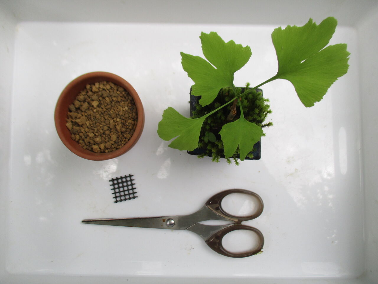 苔を増やそう : ボンサイ・マムのはじめてでも簡単！おしゃれミニ盆栽