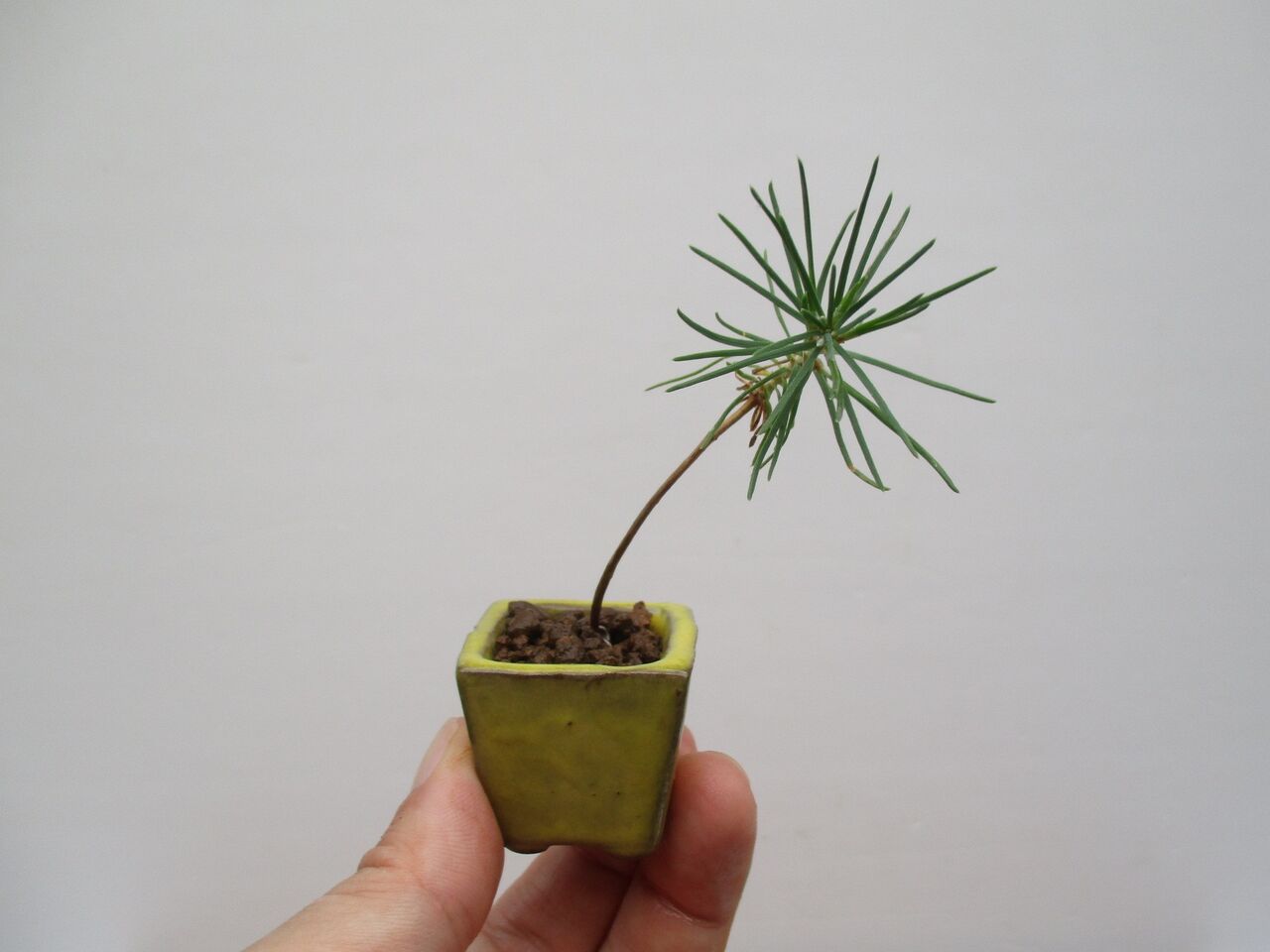 超ミニ盆栽の育て方 ボンサイ マムのはじめてでも簡単 おしゃれミニ盆栽の作りかた 超ミニ盆栽の育て方 ボンサイ マムのはじめてでも簡単 おしゃれミニ盆栽の作りかた