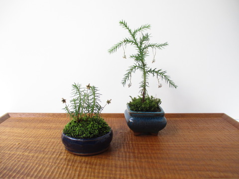 杉 ミニ 盆栽 YSH 八房杉 盆栽 小品 ミニ 樹高18 YSH 八房杉