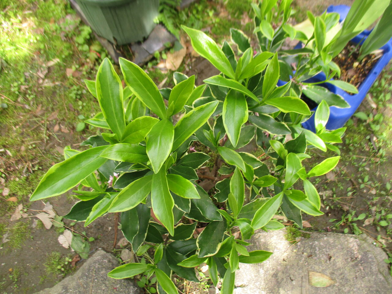 挿し木で育てるミニ盆栽 ジンチョウゲ ボンサイ マムのはじめてでも簡単 おしゃれミニ盆栽の作りかた