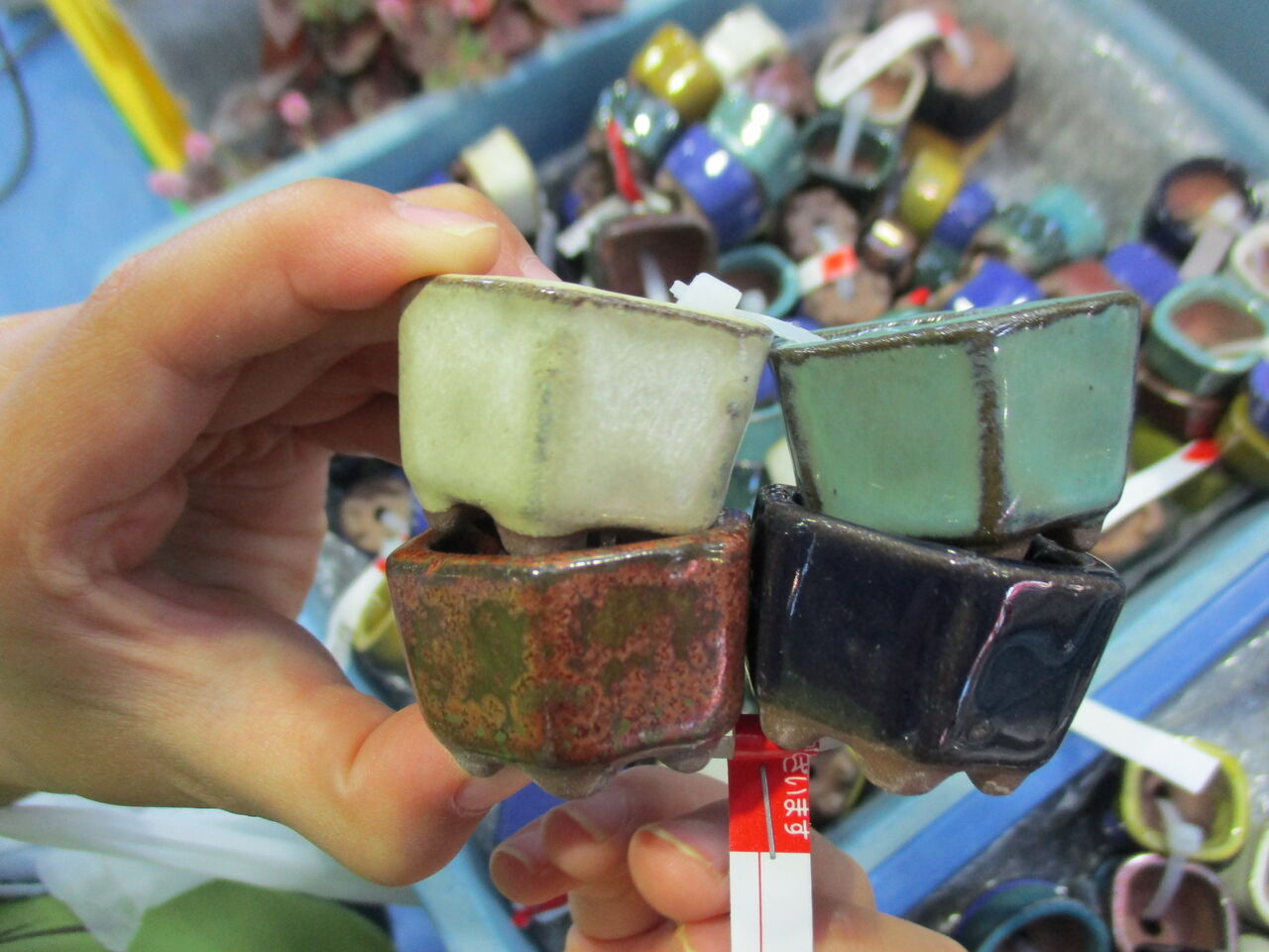 盆栽グッズはどこで買う？ : ボンサイ・マムのはじめてでも簡単