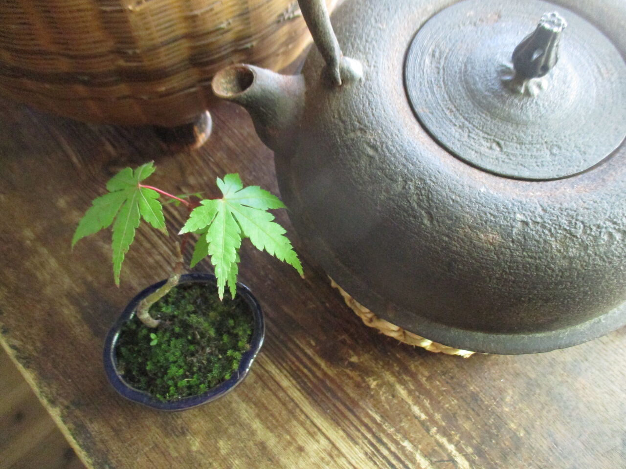 モミジを植え替えよう 種から育てて2年目 ボンサイ マムのはじめてでも簡単 おしゃれミニ盆栽の作りかた