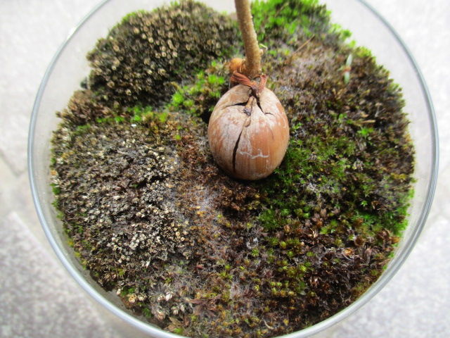 梅雨の時期 苔にカビが生えてしまったら ボンサイ マムのはじめてでも簡単 おしゃれミニ盆栽の作りかた