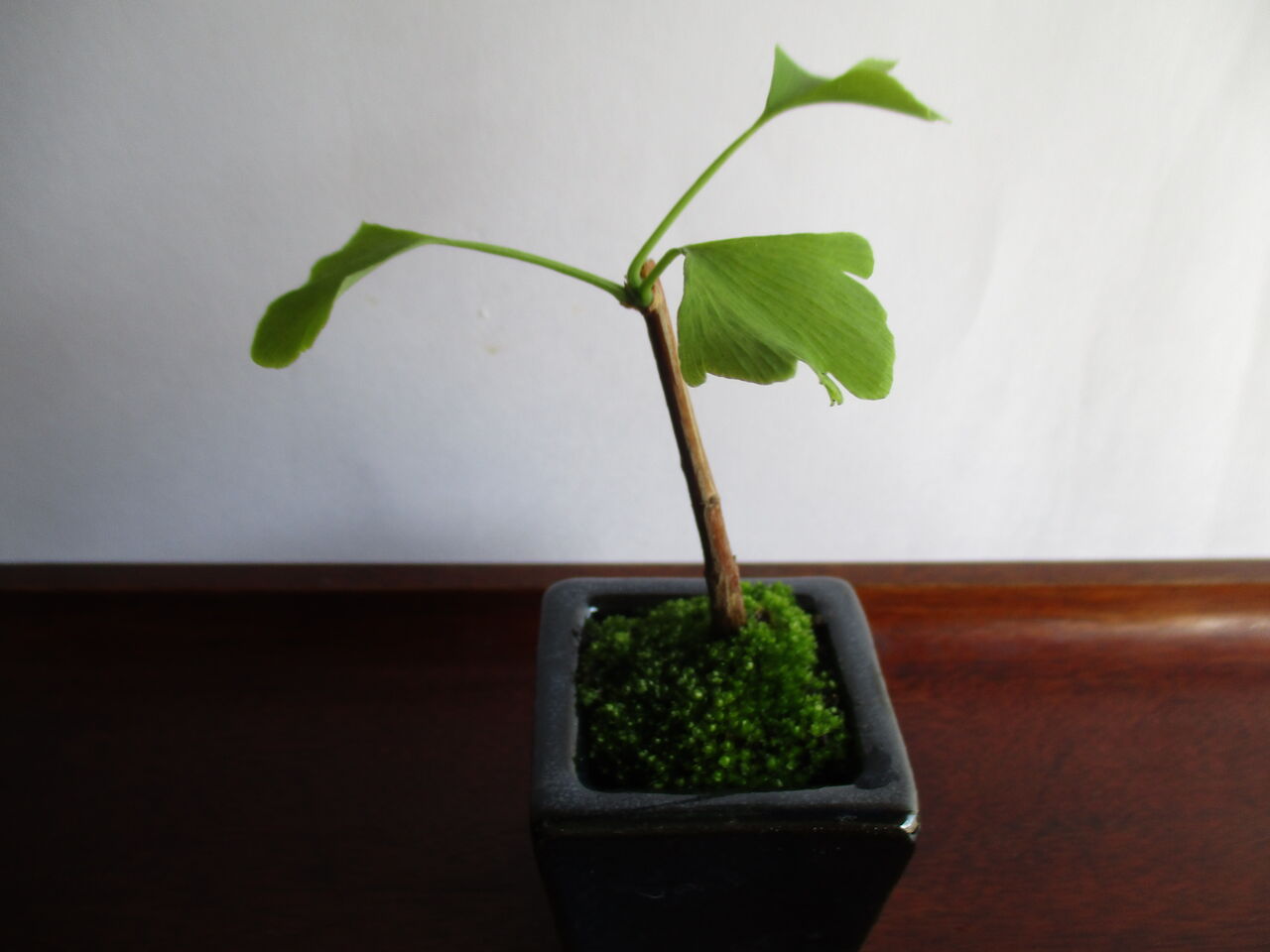 種から育てるミニ盆栽 イチョウ ボンサイ マムのはじめてでも簡単 おしゃれミニ盆栽の作りかた