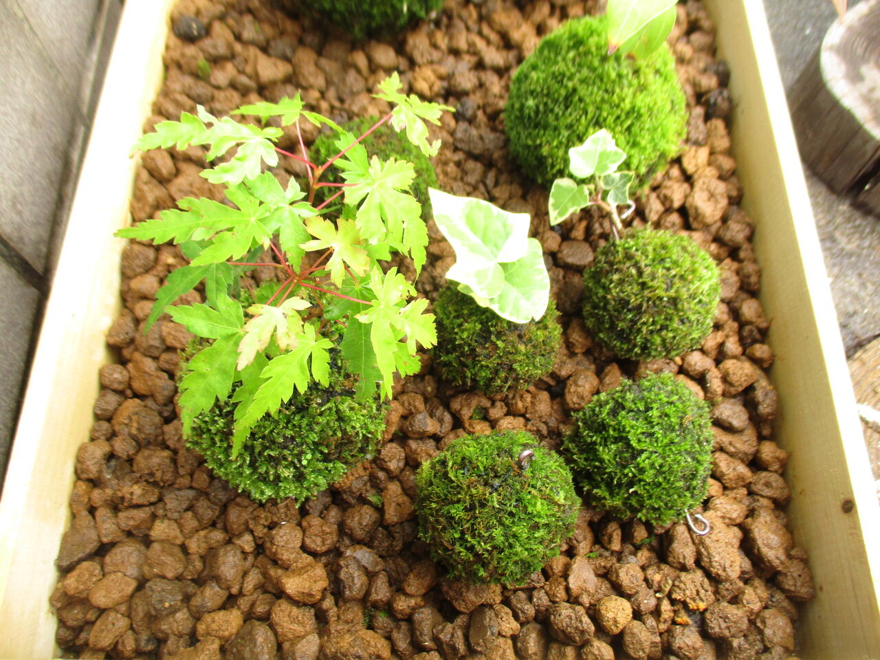 初心者さんにおすすめ 水苔の苔玉 ボンサイ マムのはじめてでも簡単 おしゃれミニ盆栽の作りかた 初心者さんにおすすめ 水苔の苔玉 ボンサイ マムのはじめてでも簡単 おしゃれミニ盆栽の作りかた