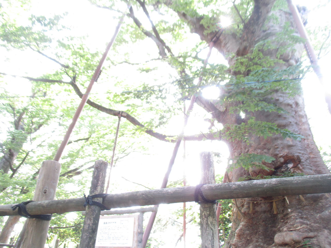 植物や苔を探しに出かけよう 山採りの方法 ボンサイ マムのはじめてでも簡単 おしゃれミニ盆栽の作りかた 植物や苔を探しに出かけよう 山採りの方法 ボンサイ マムのはじめてでも簡単 おしゃれミニ盆栽の作りかた