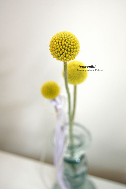 クラスペディア ハナジカン Flower Produce Felice クラスペディア ハナジカン Flower Produce Felice