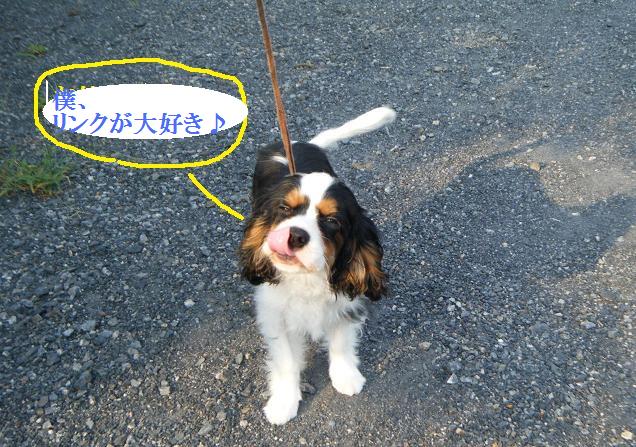 ドッグショー速報 ダディ やったね 長寿をめざす キャバリア専門情報館 ドッグショー速報 ダディ やったね 長寿をめざす キャバリア専門情報館
