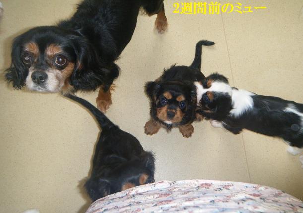 ミューが 夢なら覚めてほしい 長寿をめざす キャバリア専門情報館 ミューが 夢なら覚めてほしい 長寿をめざす キャバリア専門情報館