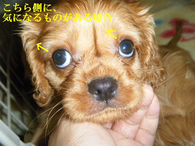 子犬の目の焦点と 長女の顔の毛並み 長寿をめざす キャバリア専門情報館 子犬の目の焦点と 長女の顔の毛並み 長寿をめざす キャバリア専門情報館