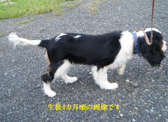 ドッグショー速報 ダディ やったね 長寿をめざす キャバリア専門情報館 ドッグショー速報 ダディ やったね 長寿をめざす キャバリア専門情報館