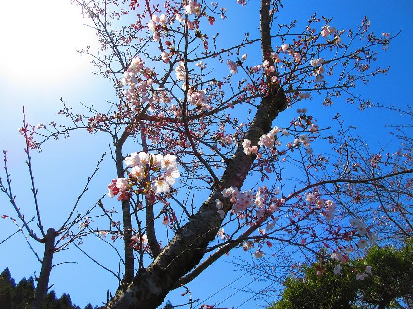 桜が満開に 気温は寒く 長寿をめざす キャバリア専門情報館 桜が満開に 気温は寒く 長寿をめざす キャバリア専門情報館