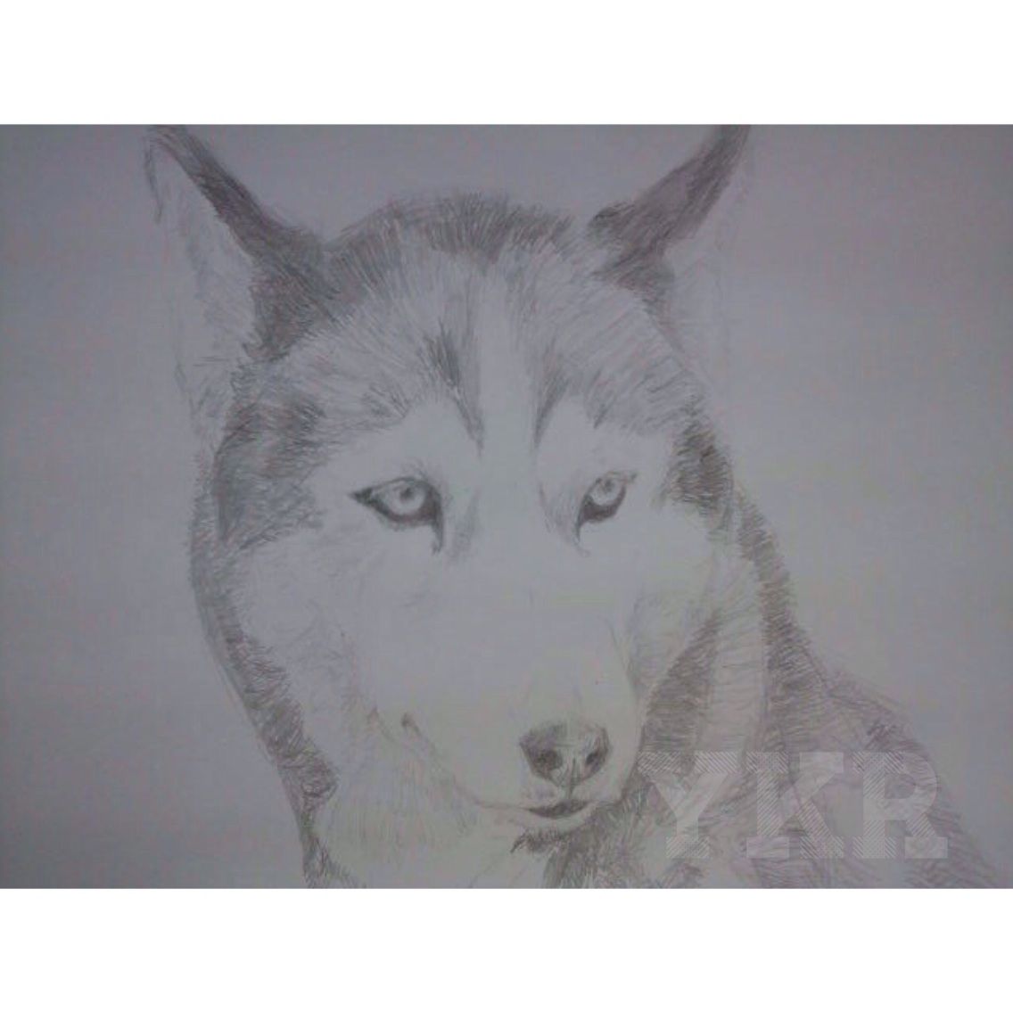 鉛筆画 ハスキー In Sheep S Clothing 鉛筆画 ハスキー In Sheep S Clothing