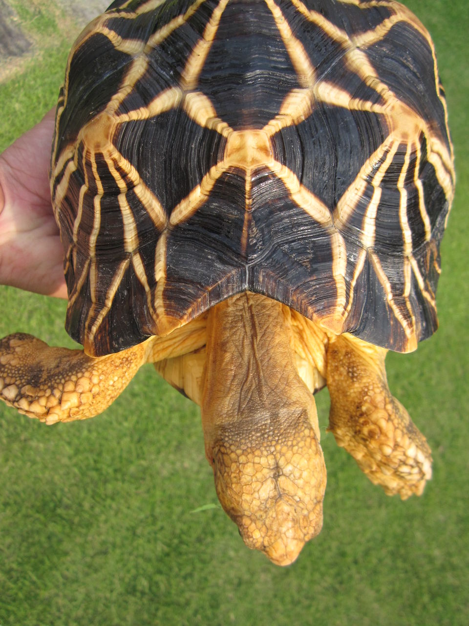 ビルマホシガメ 甲長 ２８ｃｍ 紹介 Kame Yaのブログ