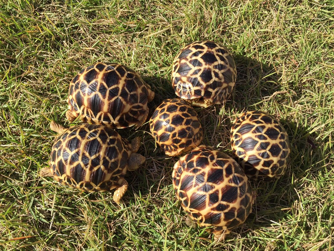 とんぶり市出品個体 ビルマホシガメ自家繁殖ｃｂ Kame Yaのブログ