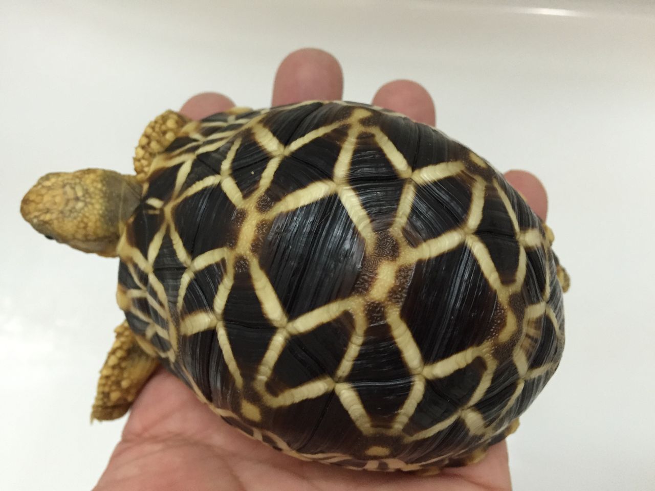ビルマホシガメ 自家繁殖個体 ぽい個体 Kame Yaのブログ ビルマホシガメ 自家繁殖個体 ぽい個体 Kame Yaのブログ