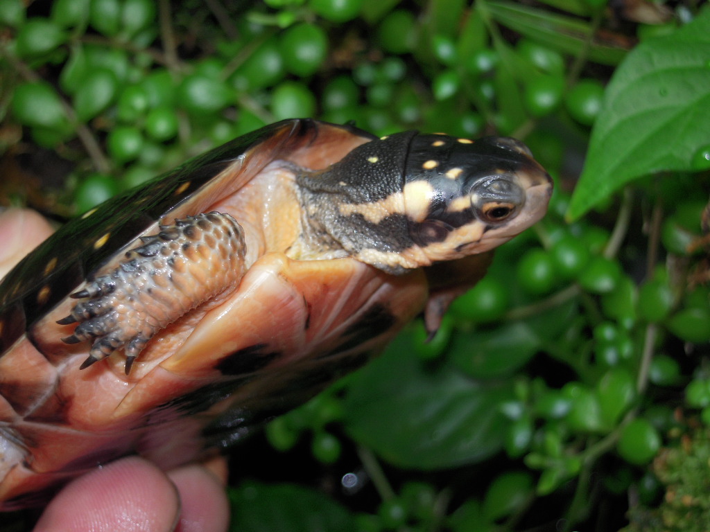キボシイシガメ2009cb 飼い込み Kame Yaのブログ キボシイシガメ2009cb 飼い込み Kame Yaのブログ