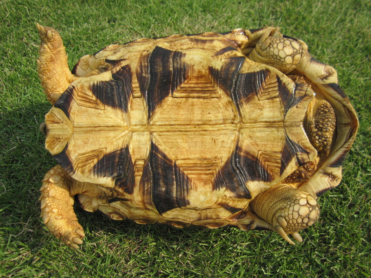 ビルマホシガメ 甲長 ２８ｃｍ 紹介 Kame Yaのブログ