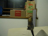 20061120_4