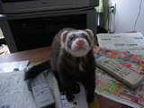 20061106_4